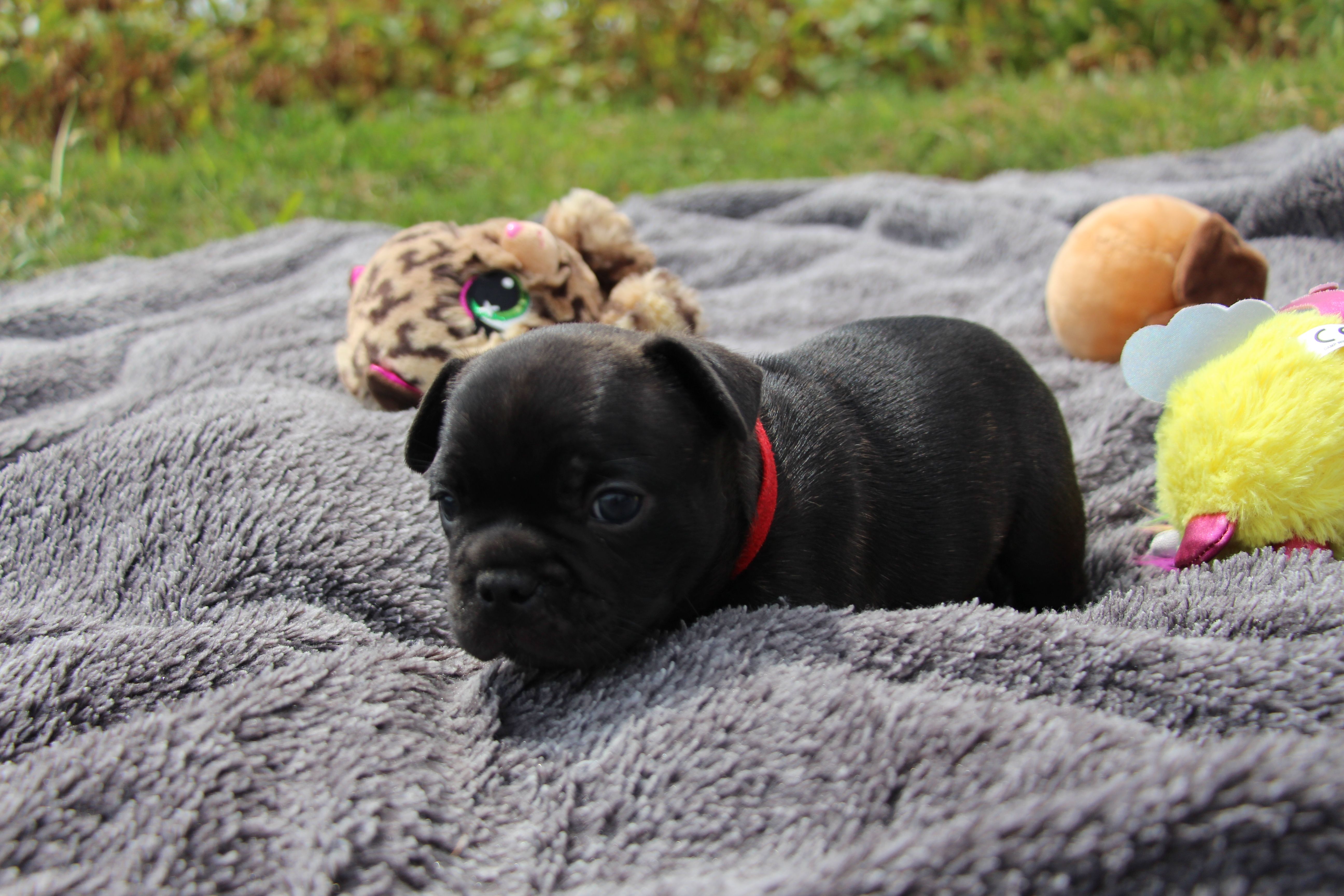 <svg class='red'></svg> <b>Mini Minnie</b> <svg class='red'></svg>